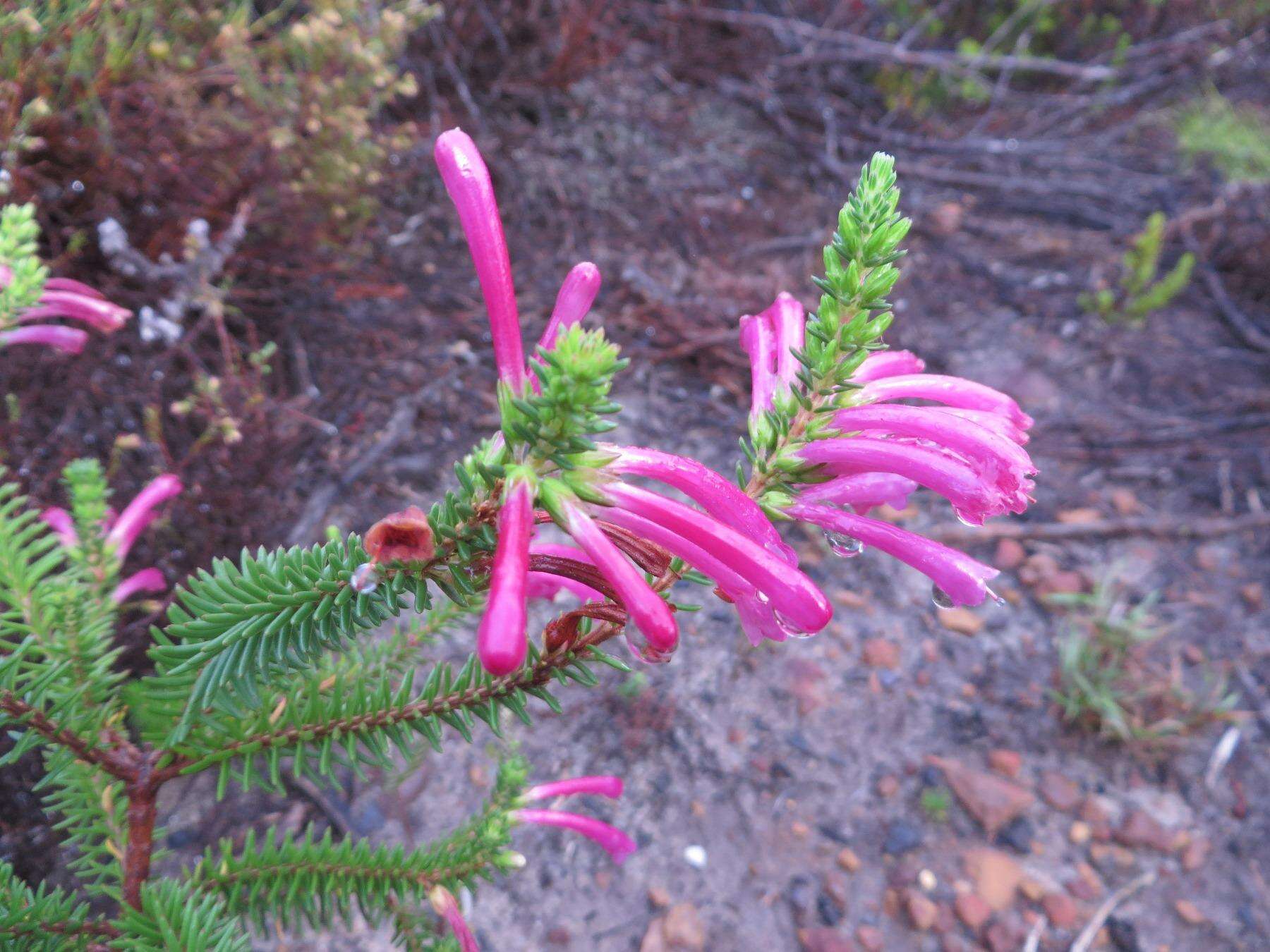 Image of Erica abietina subsp. atrorosea E. G. H. Oliv. & I. M. Oliv.