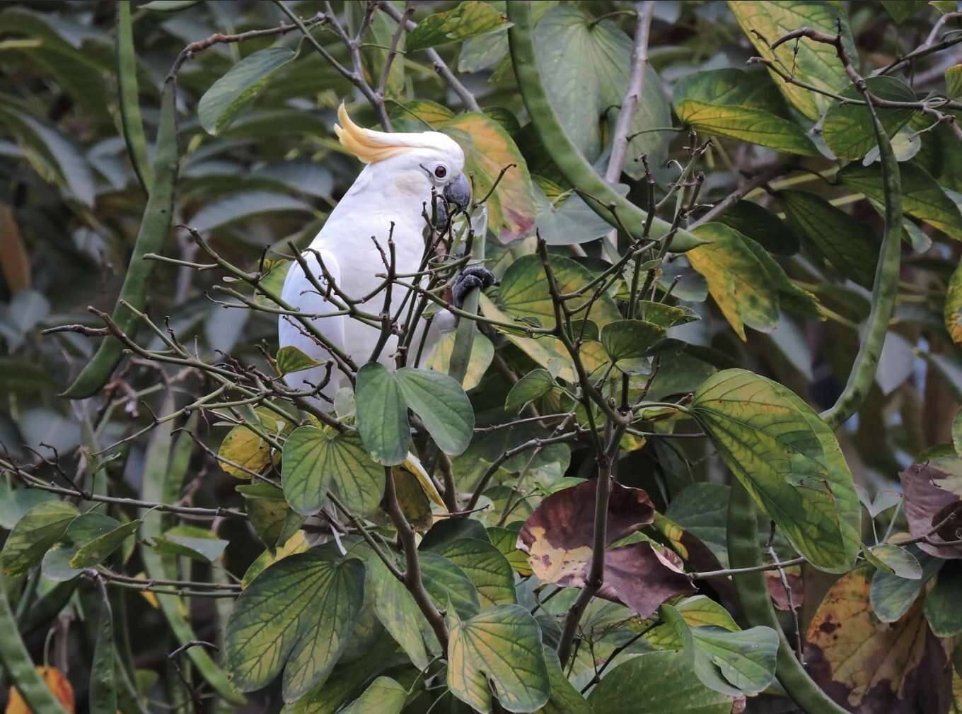 Cacatua sulphurea (Gmelin & JF 1788) resmi