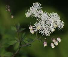 Image of Thalictrum aquilegiifolium