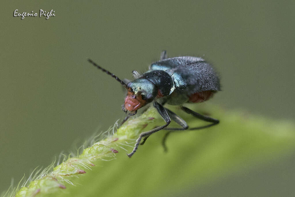 Image of <i>Malachius australis</i>