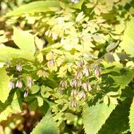 Image of Thalictrum aquilegiifolium