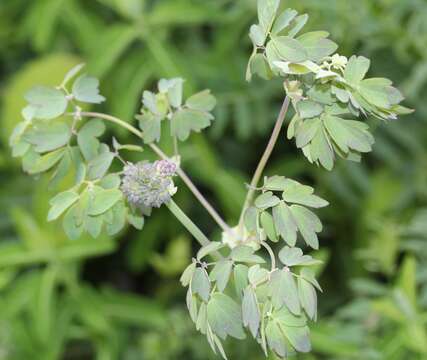 Image of Thalictrum aquilegiifolium