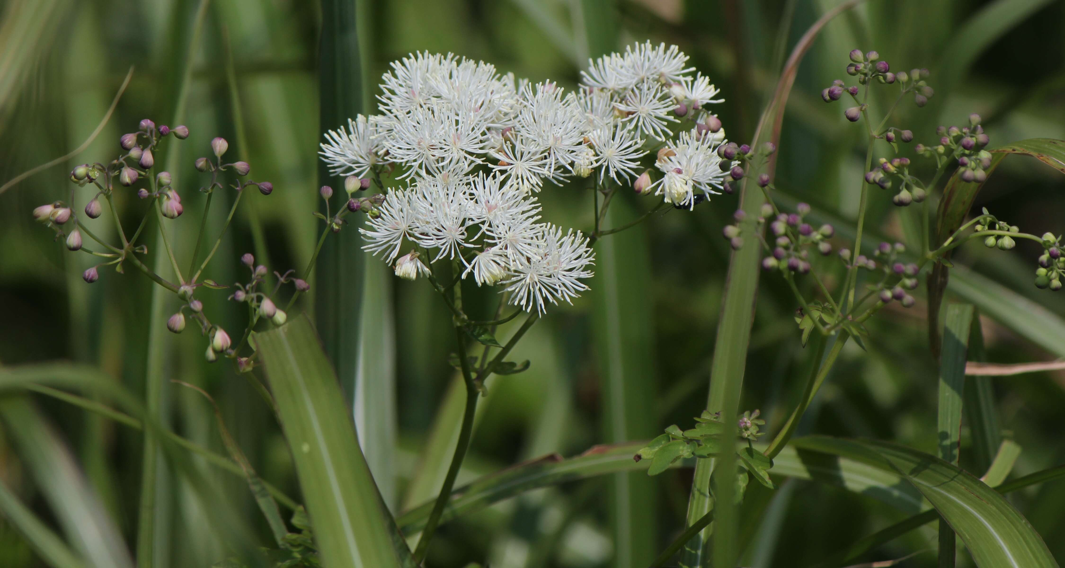 Image of Thalictrum aquilegiifolium