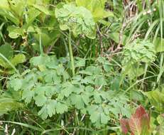 Image of Thalictrum aquilegiifolium