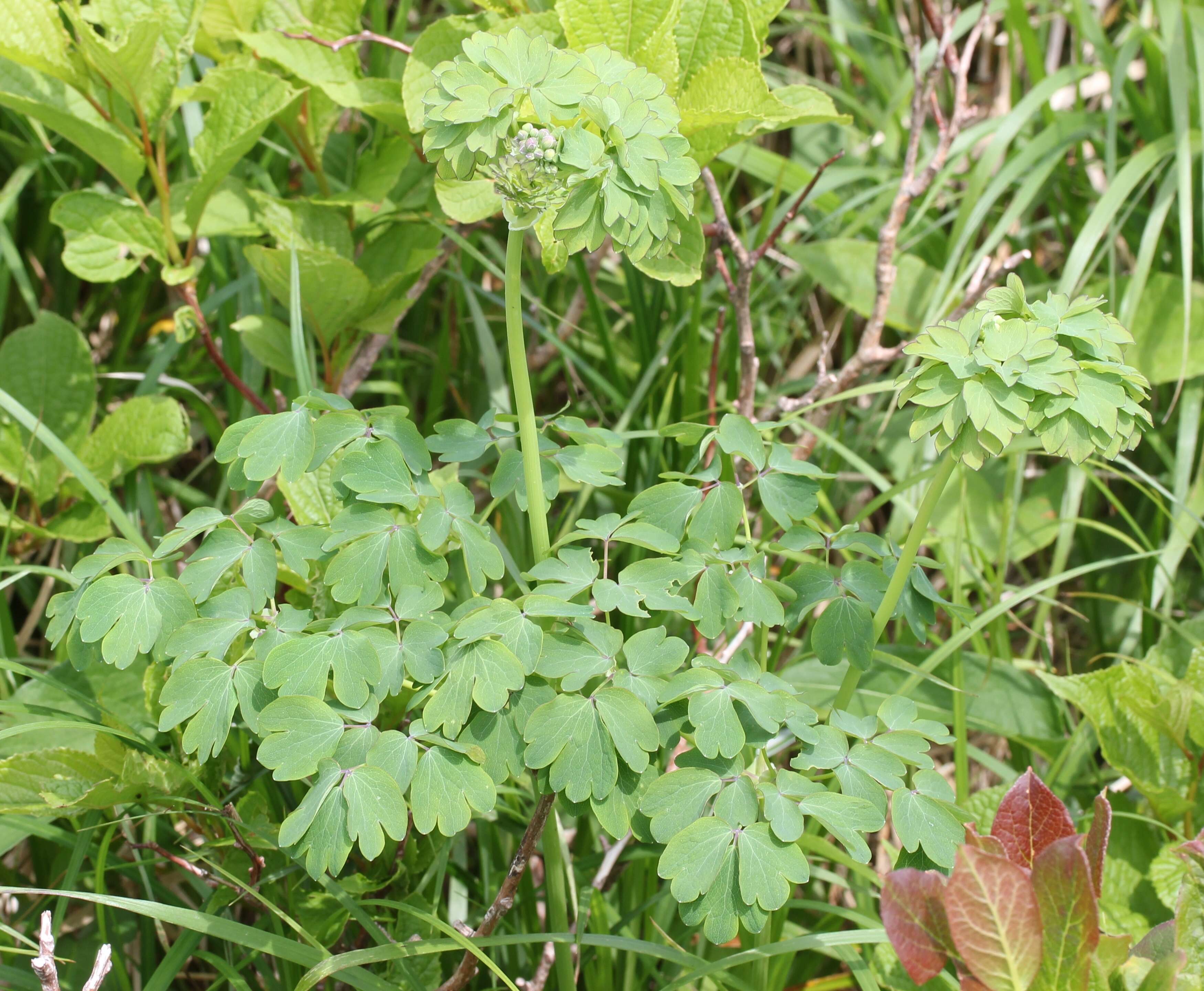 Image of Thalictrum aquilegiifolium