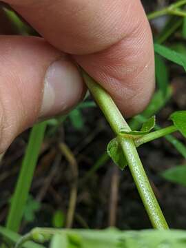 صورة Astragalus robbinsii (Oakes) A. Gray