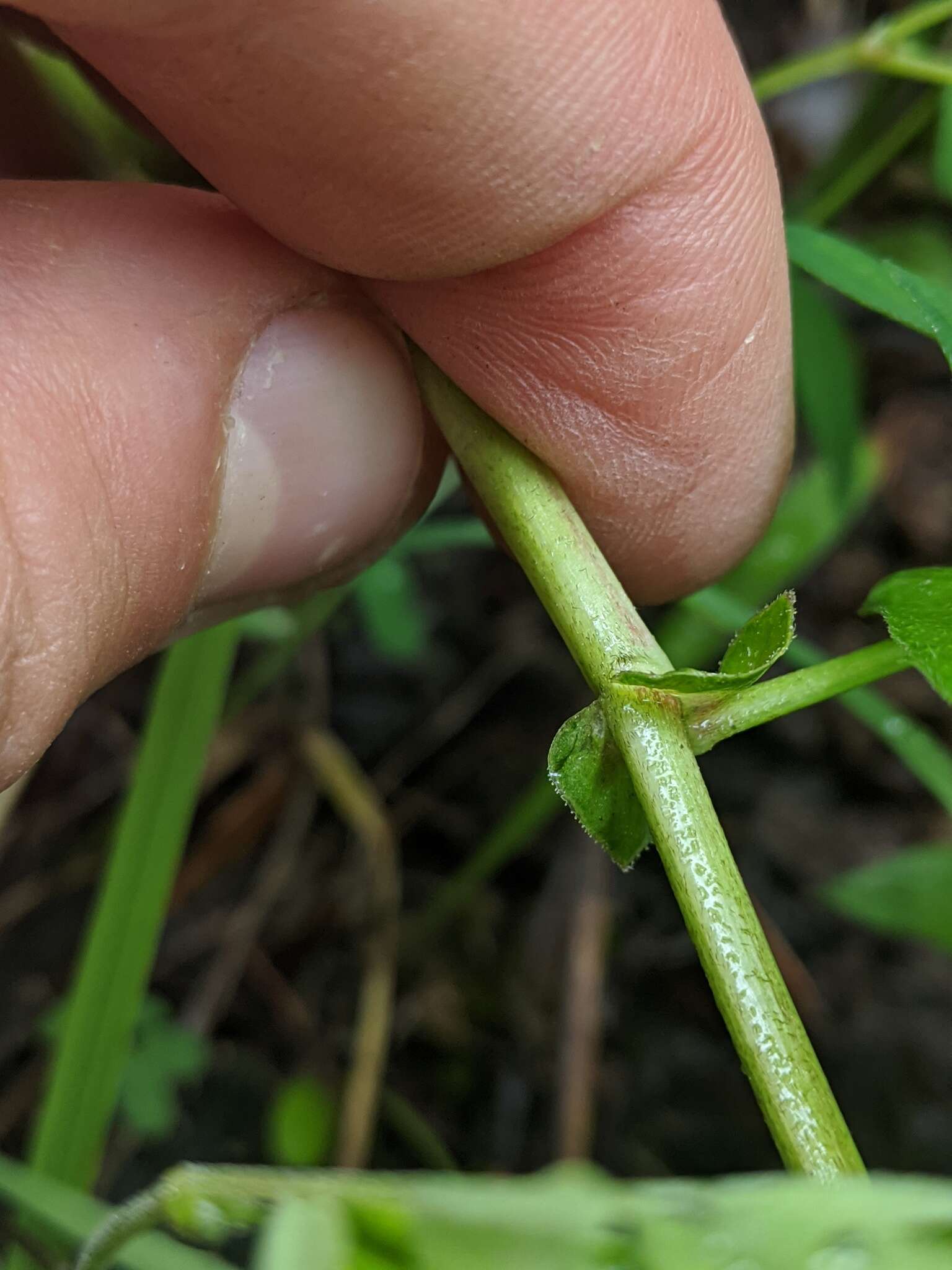 Astragalus robbinsii (Oakes) A. Gray的圖片