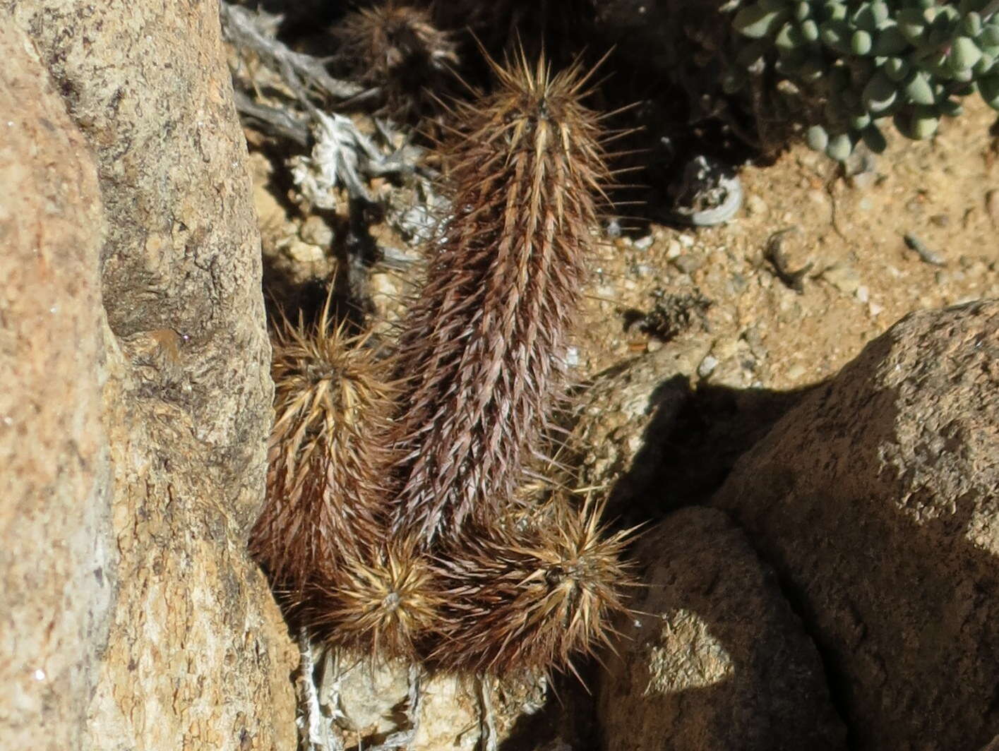 Acanthopsis disperma Harv. resmi