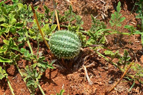 Imagem de Cucumis myriocarpus Naudin