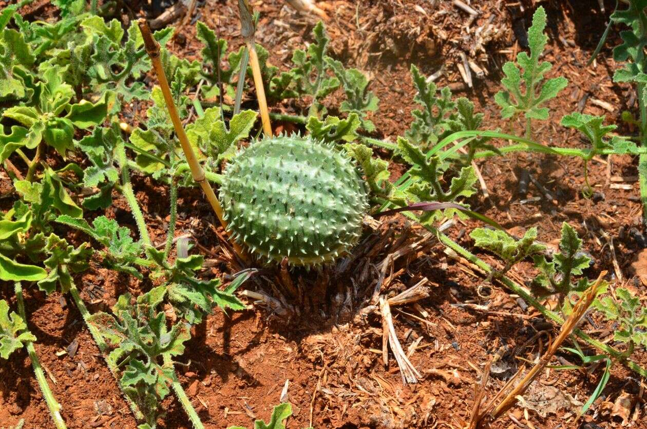 Imagem de Cucumis myriocarpus Naudin