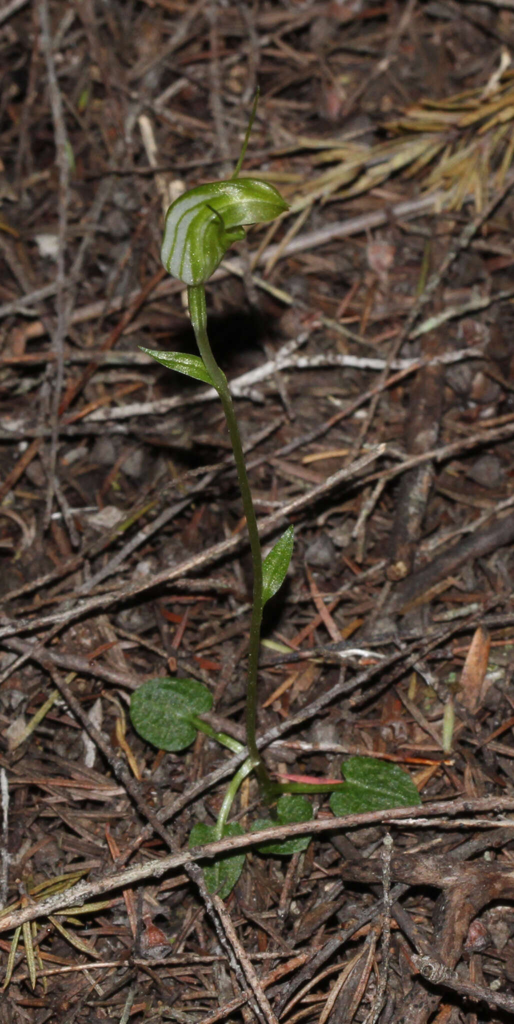 Image of Trowel leaved greenhood orchid