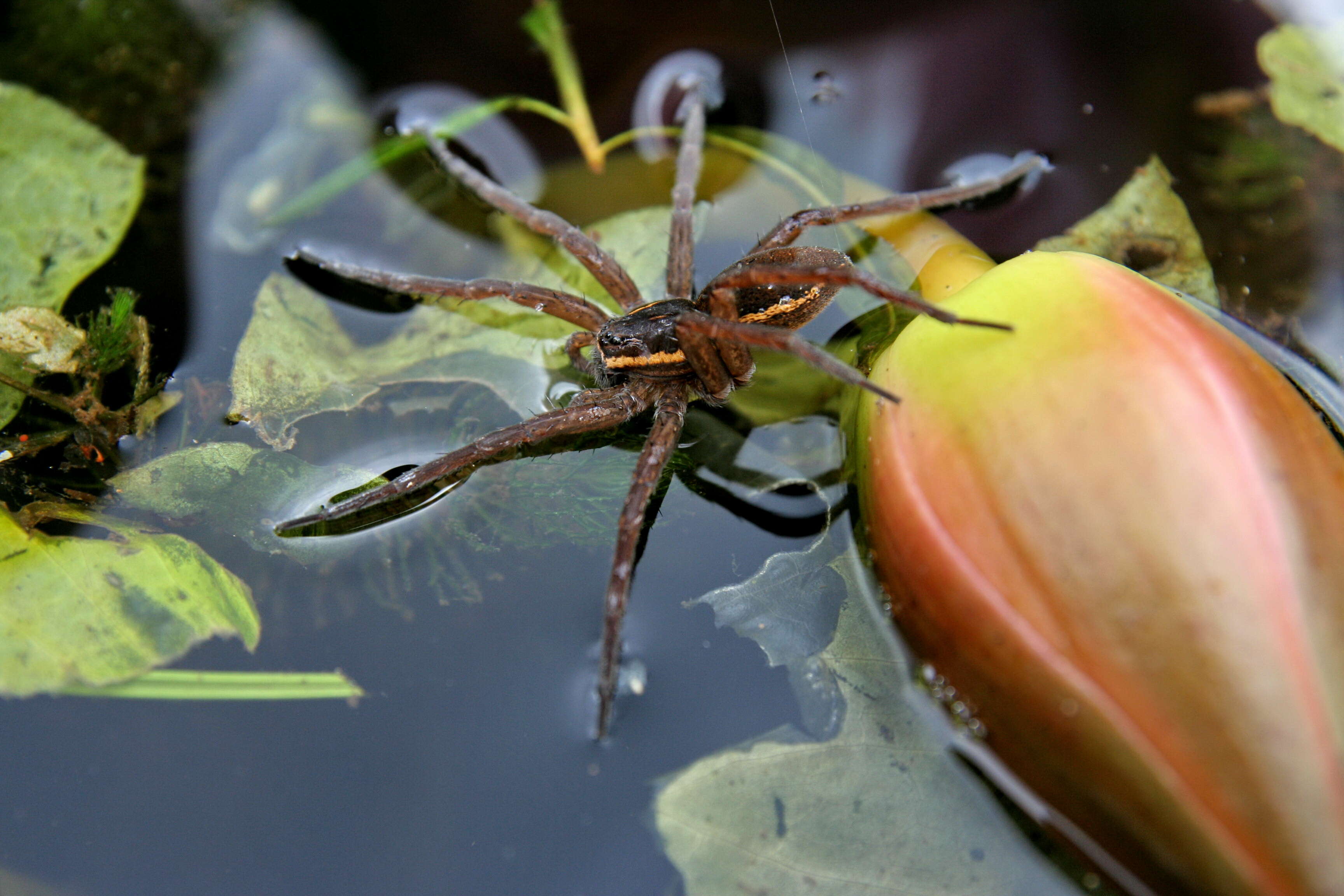 Image of Raft spider