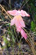 Gladiolus monticola Goldblatt & J. C. Manning resmi