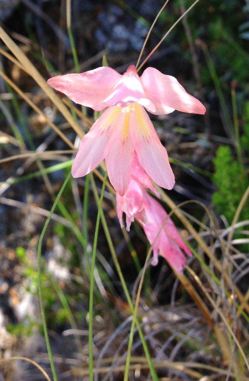 Gladiolus monticola Goldblatt & J. C. Manning resmi