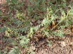 Слика од Oxytropis campestris (L.) DC.