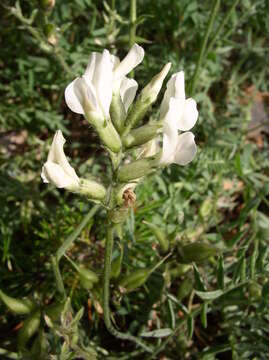 Image of field crazyweed