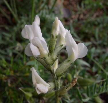 Слика од Oxytropis campestris (L.) DC.