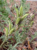 Слика од Oxytropis campestris (L.) DC.