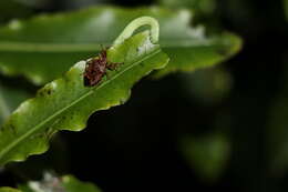 Image of Cermatulus nasalis nasalis (Westwood 1837)