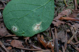 Image of Puccinia festucae Plowr. 1893