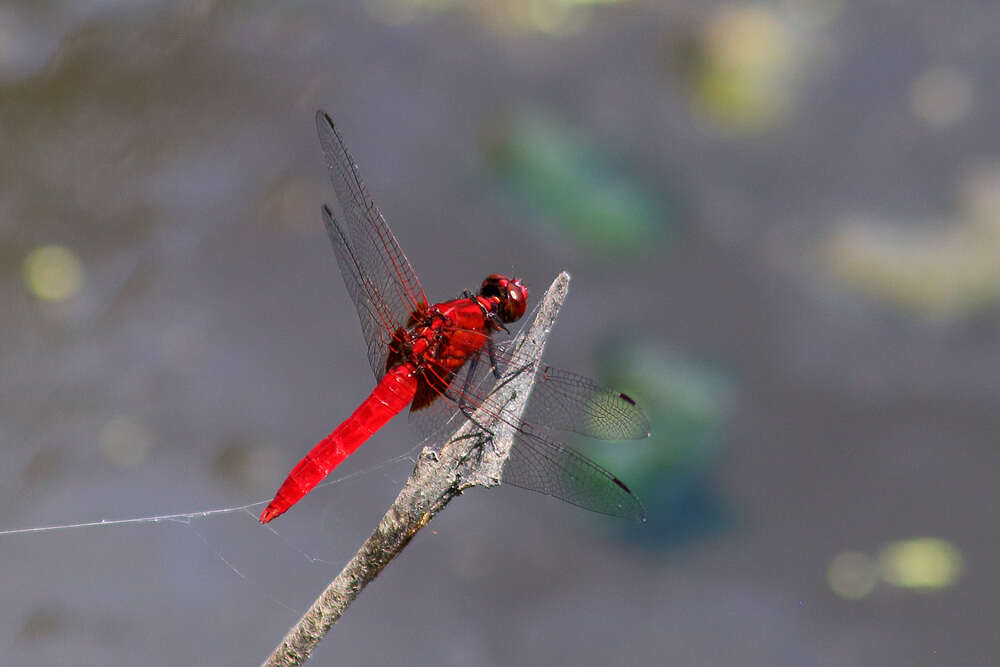 Imagem de Rhodothemis nigripes Lohmann 1984