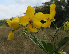 Sivun Senna rugosa (G. Don) H. S. Irwin & Barneby kuva