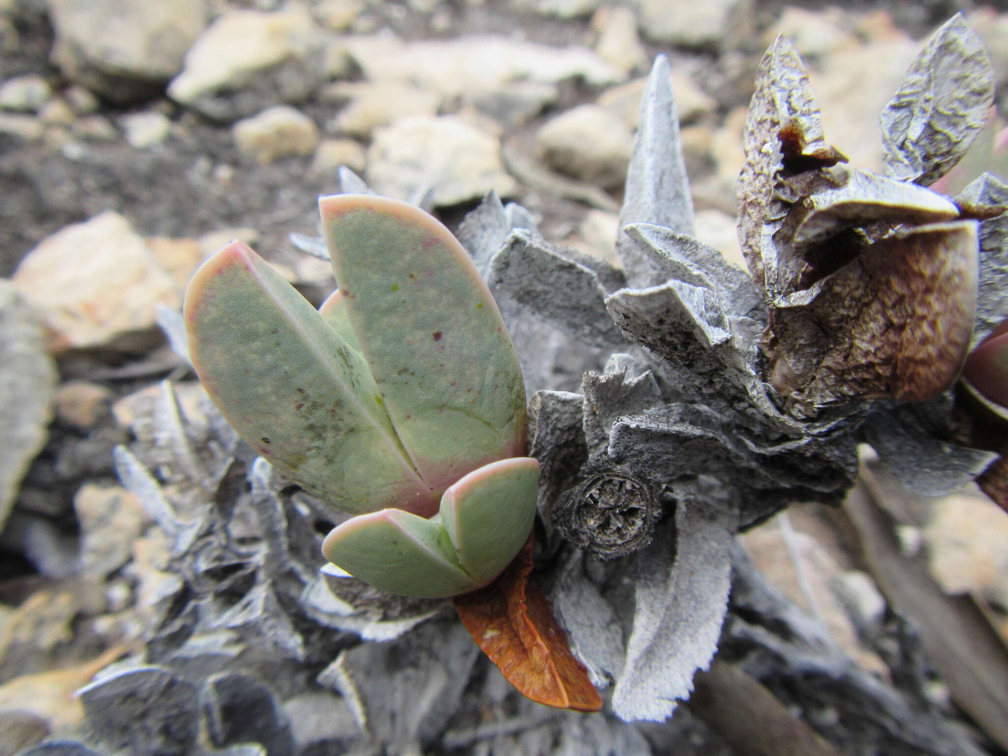 Image of Braunsia vanrensburgii (L. Bol.) L. Bol.