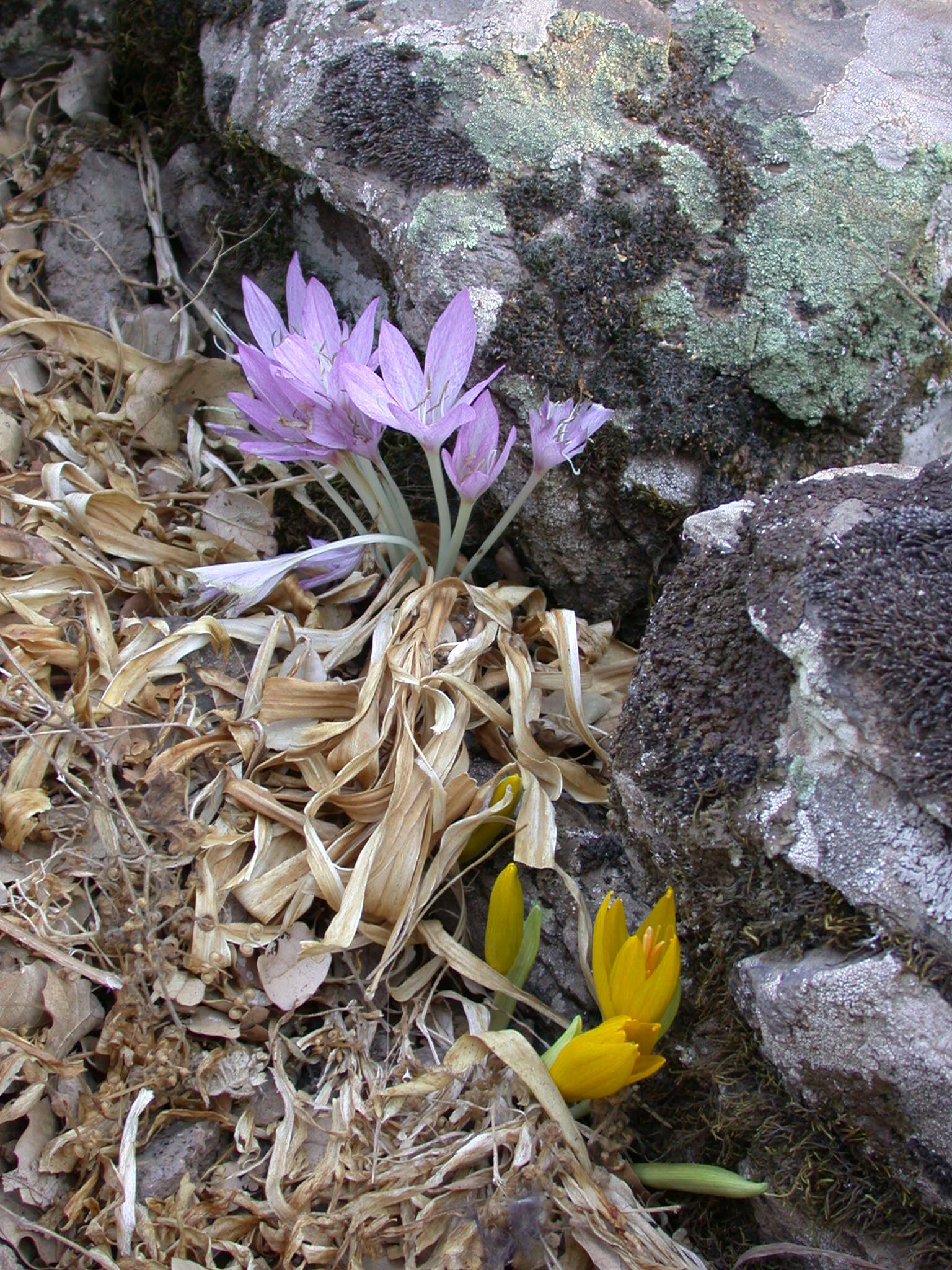 Image of Sternbergia clusiana (Ker Gawl.) Ker Gawl. ex Spreng.