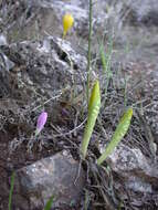 Image of Sternbergia clusiana (Ker Gawl.) Ker Gawl. ex Spreng.