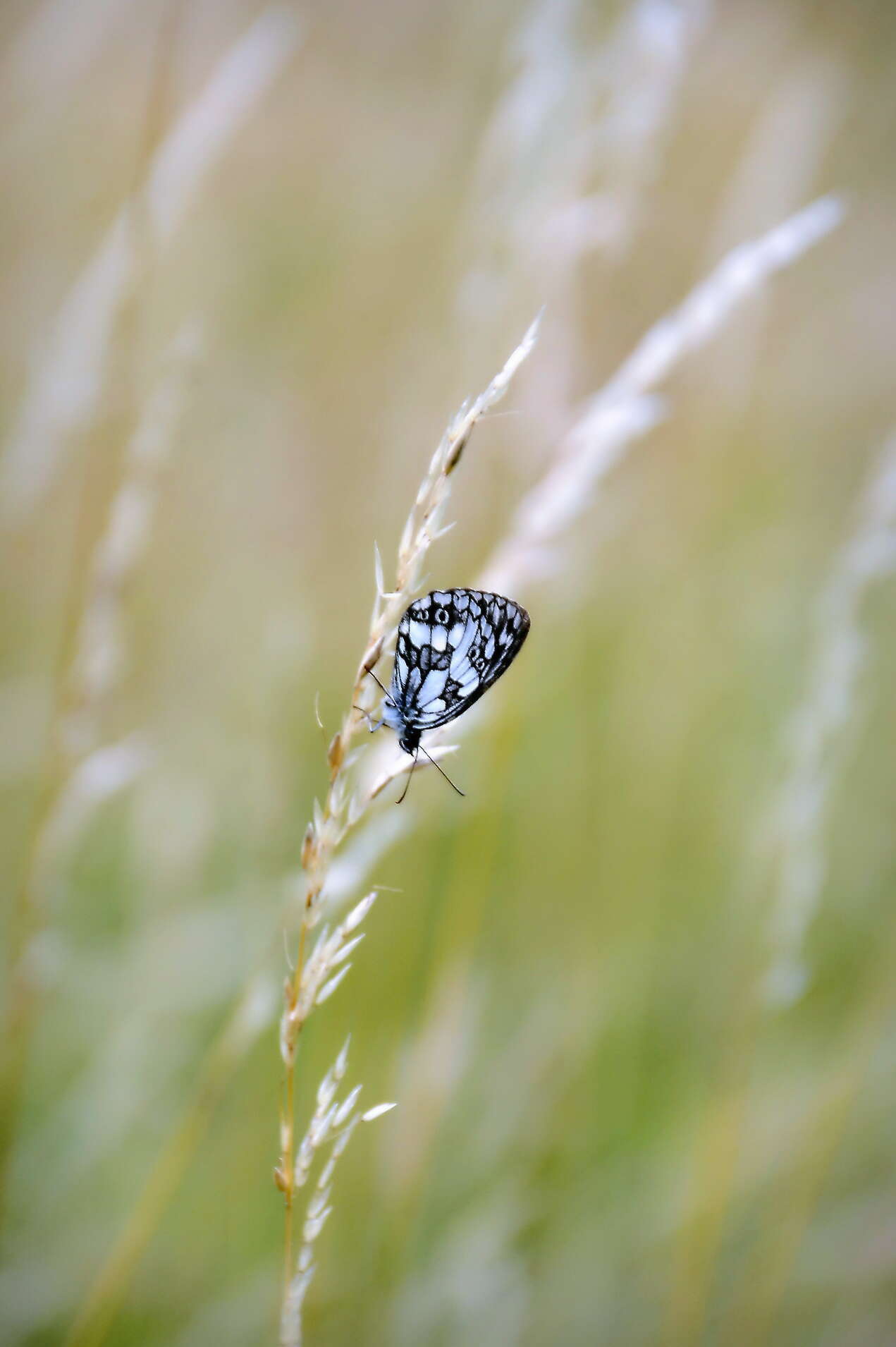 Image of marbled white