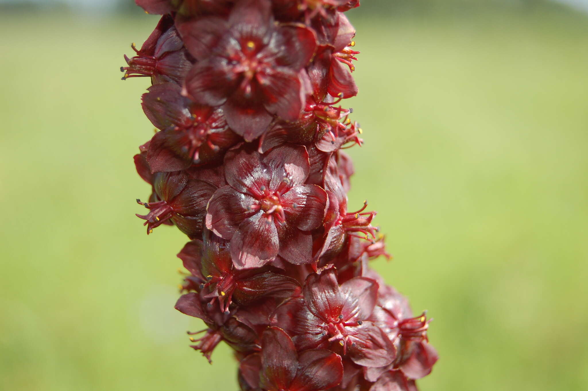 Image of black false hellebore