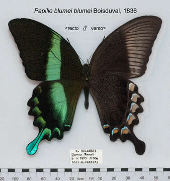 Image of Papilio blumei Boisduval 1836