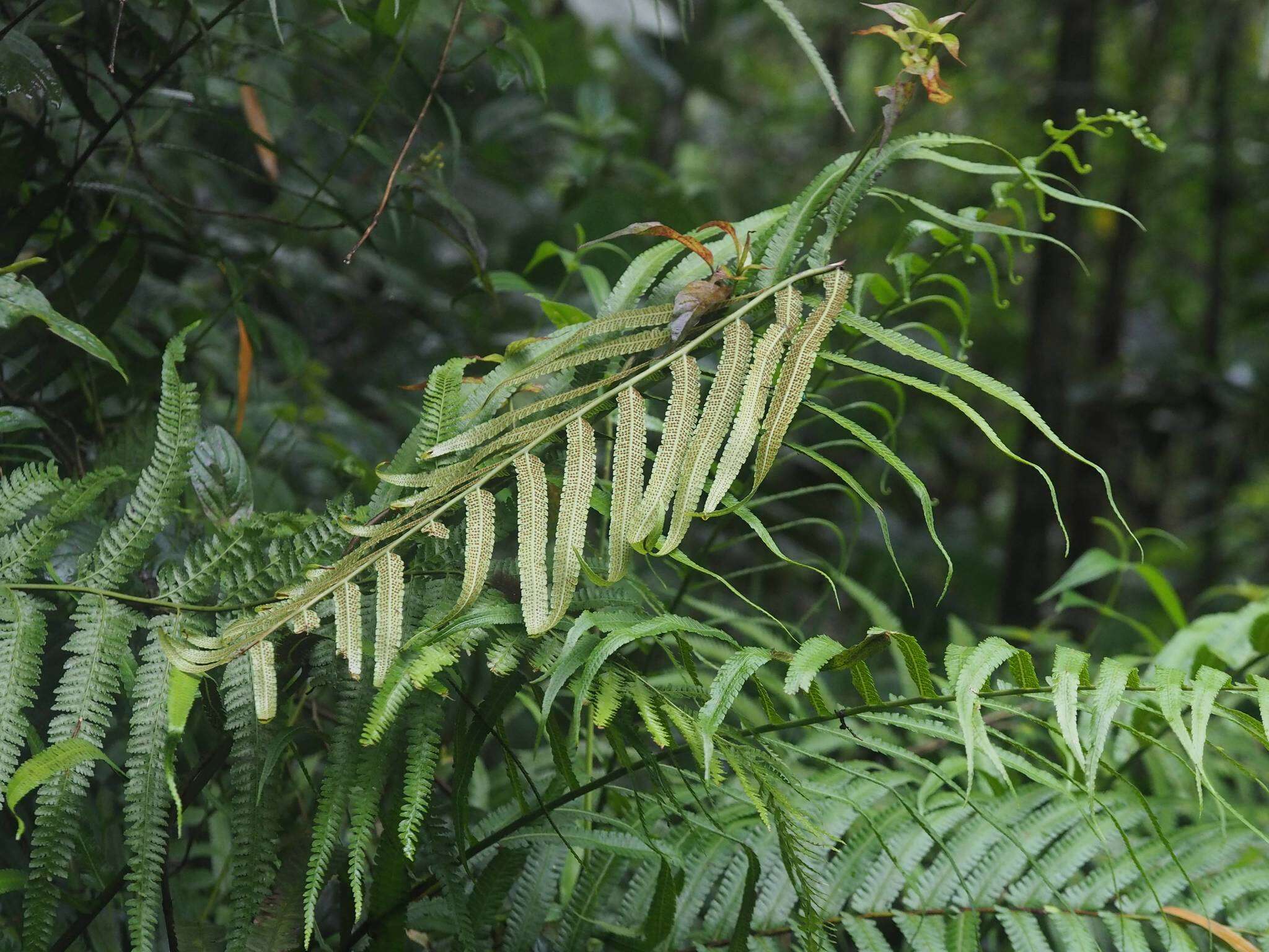 Image of Reholttumia truncata (Poir.) S. E. Fawc. & A. R. Sm.