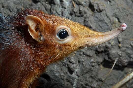 Image of Black and Rufous Elephant Shrew
