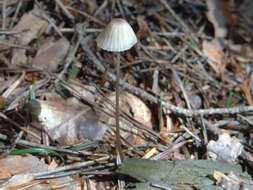 Слика од Mycena metata (Secr. ex Fr.) P. Kumm. 1871