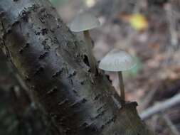 Mycena arcangeliana Bres. 1904 resmi