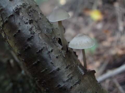 Mycena arcangeliana Bres. 1904 resmi