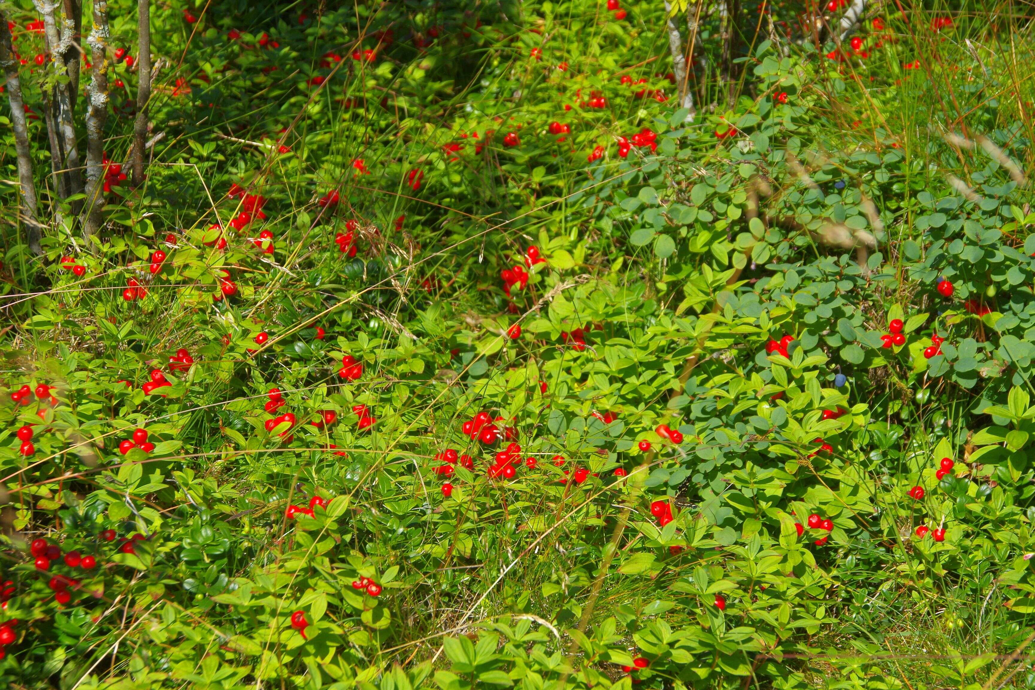 Image of Bunchberry