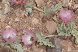 Image of Sphaeralcea philippiana Krapov.