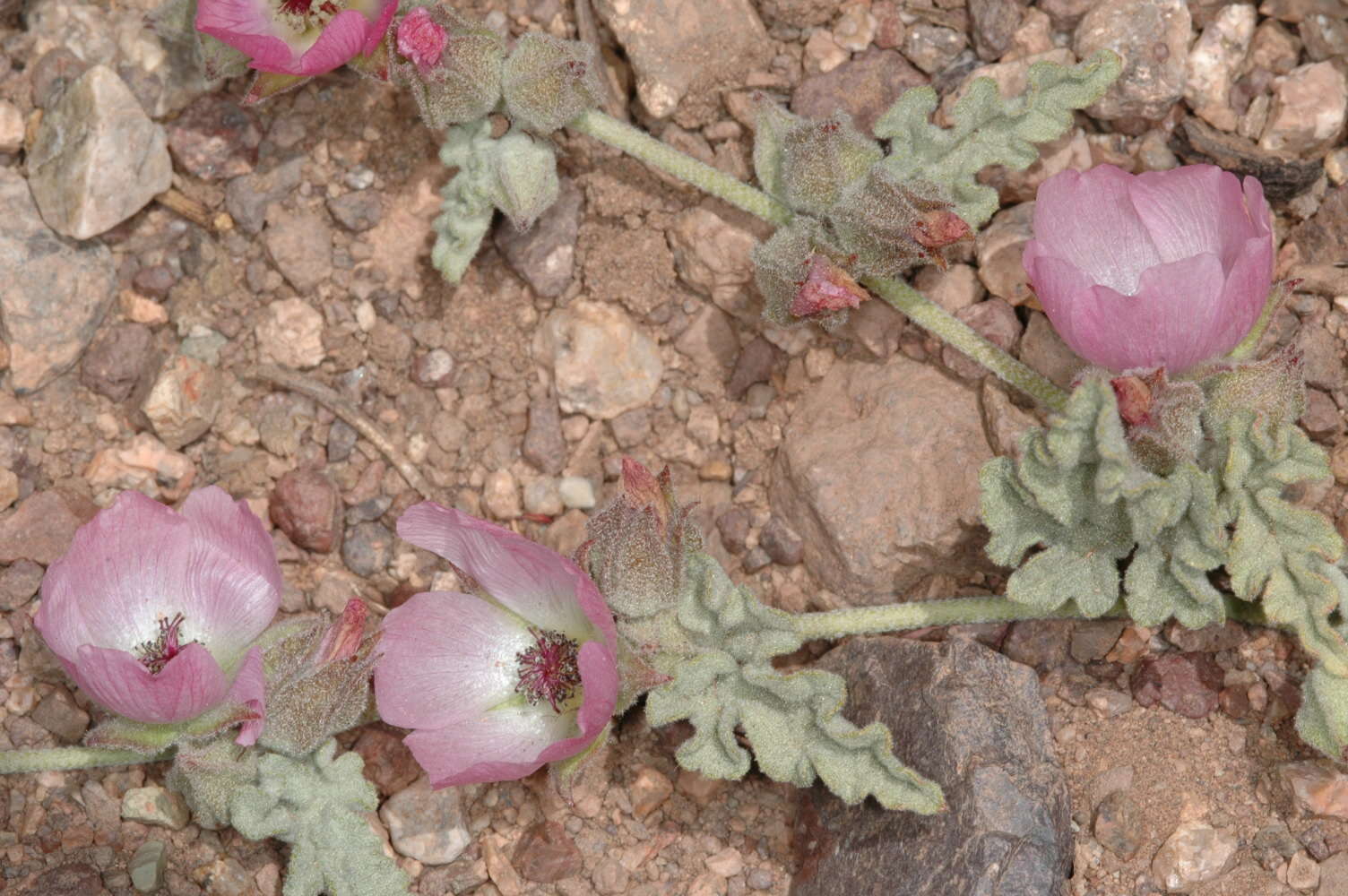 Imagem de Sphaeralcea philippiana Krapov.