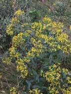 Image of wood ragwort