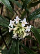 Image of Daphne kiusiana var. atrocaulis (Rehd.) F. Maekawa