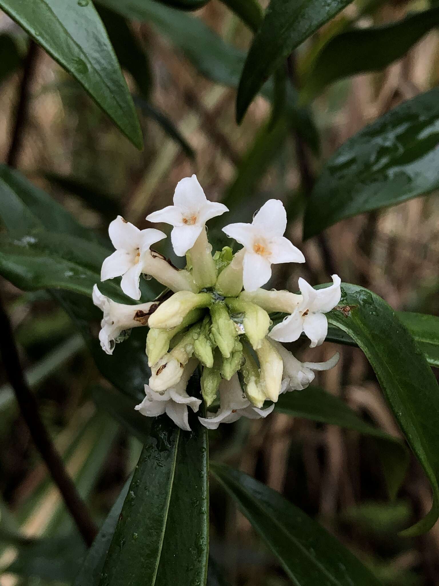 Imagem de Daphne kiusiana var. atrocaulis (Rehd.) F. Maekawa