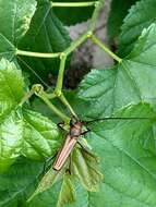 Image of Monkeypod roundheaded borer