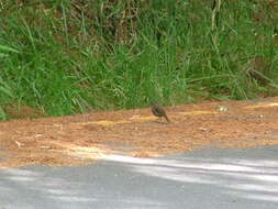 Image of Collared Bush Robin