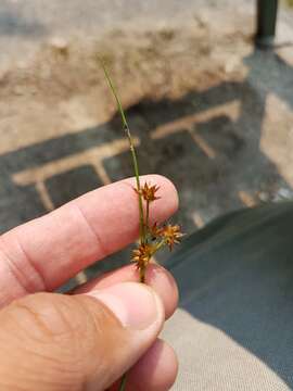 Sivun Juncus nodosus L. kuva