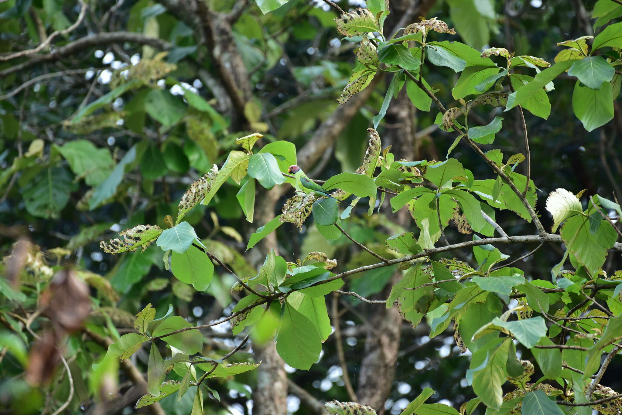 Image of Plum-headed Parakeet