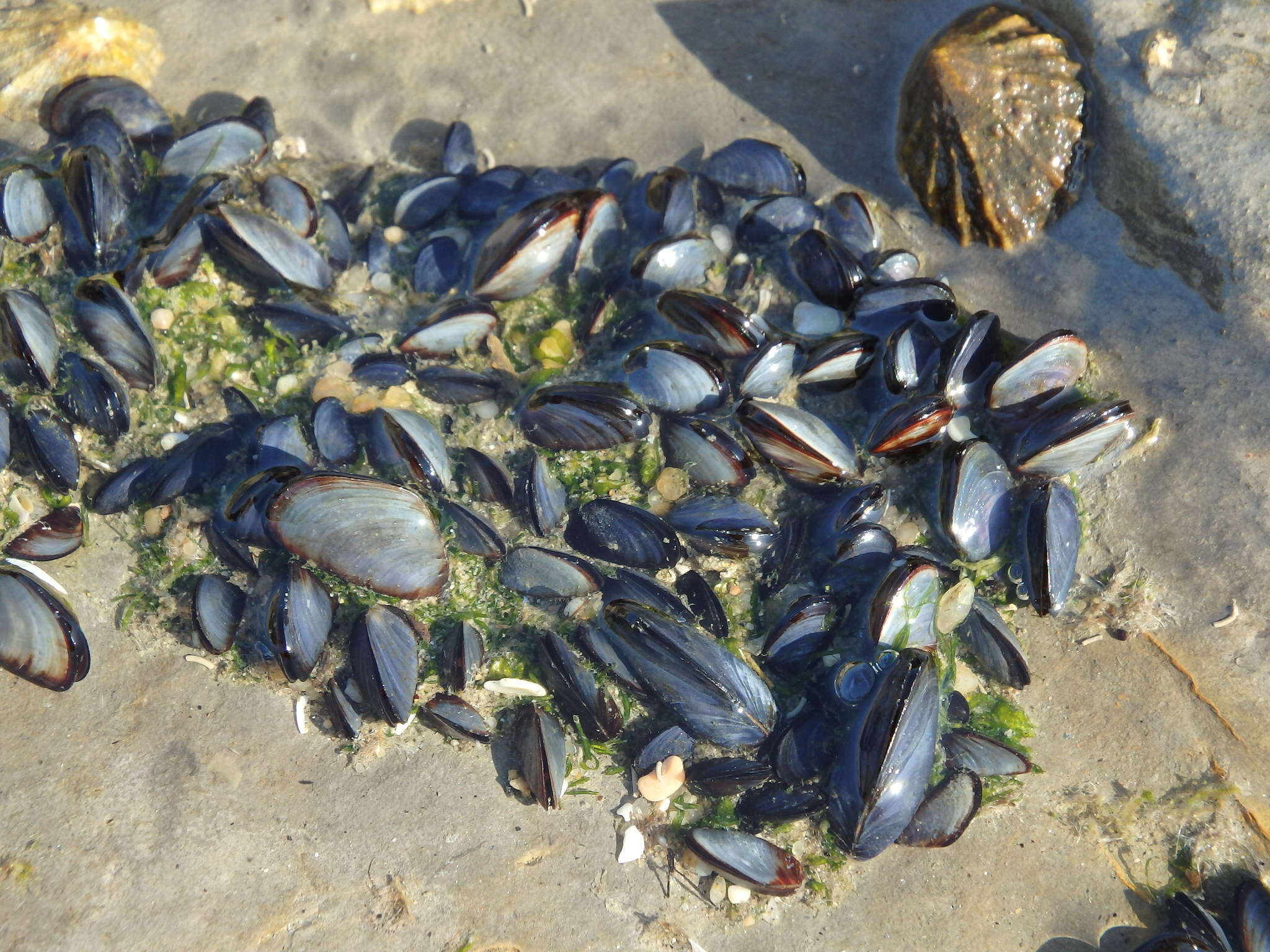 Image of Mediterranean mussel