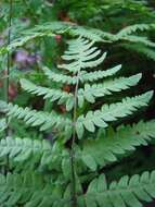 Image of Marsh Fern