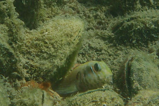 Image of Fang-toothed blenny